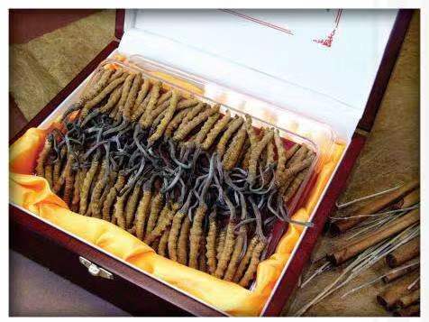 泸西冬虫夏草回收